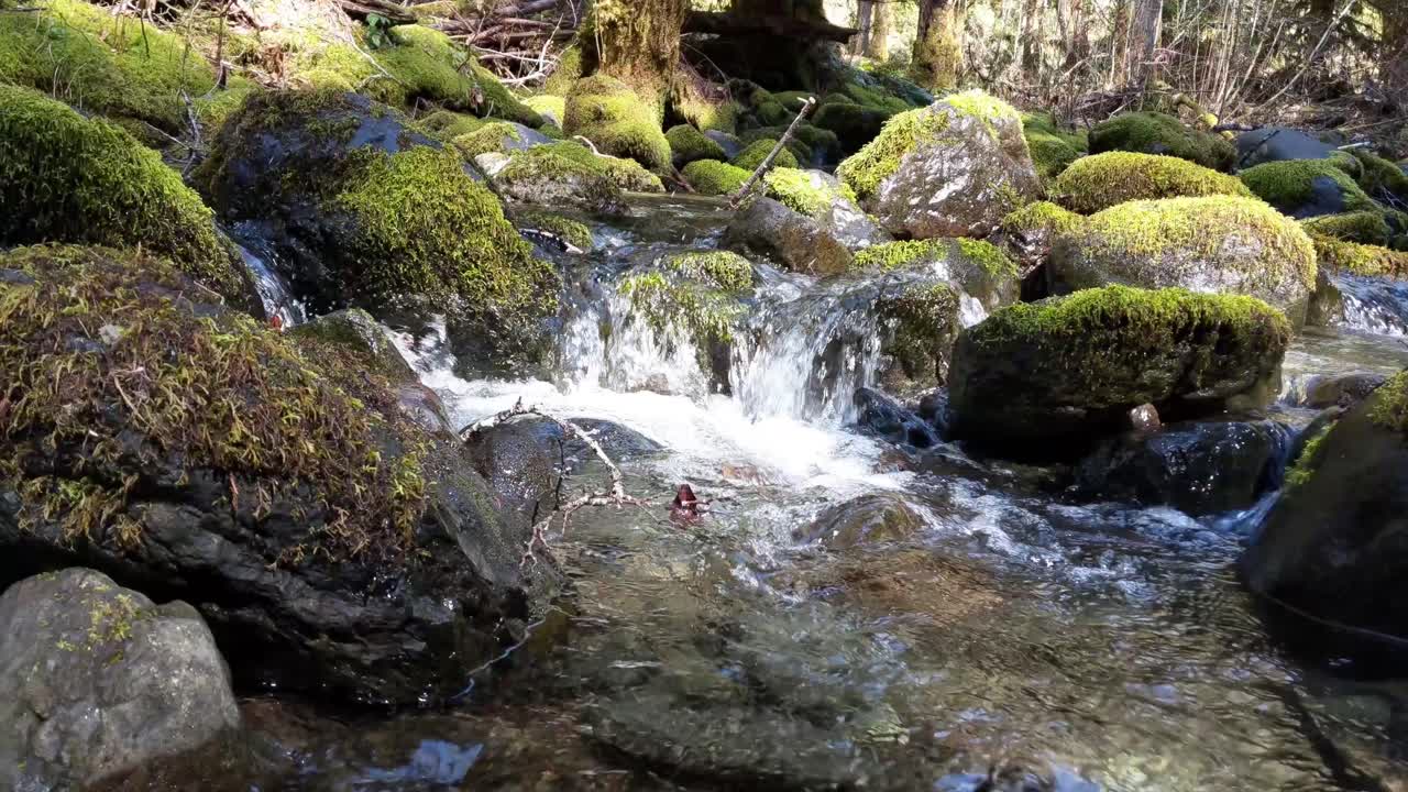 agua que fluye sobre rocas cubiertas de musgo en el bosque del bosque nacional olímpico