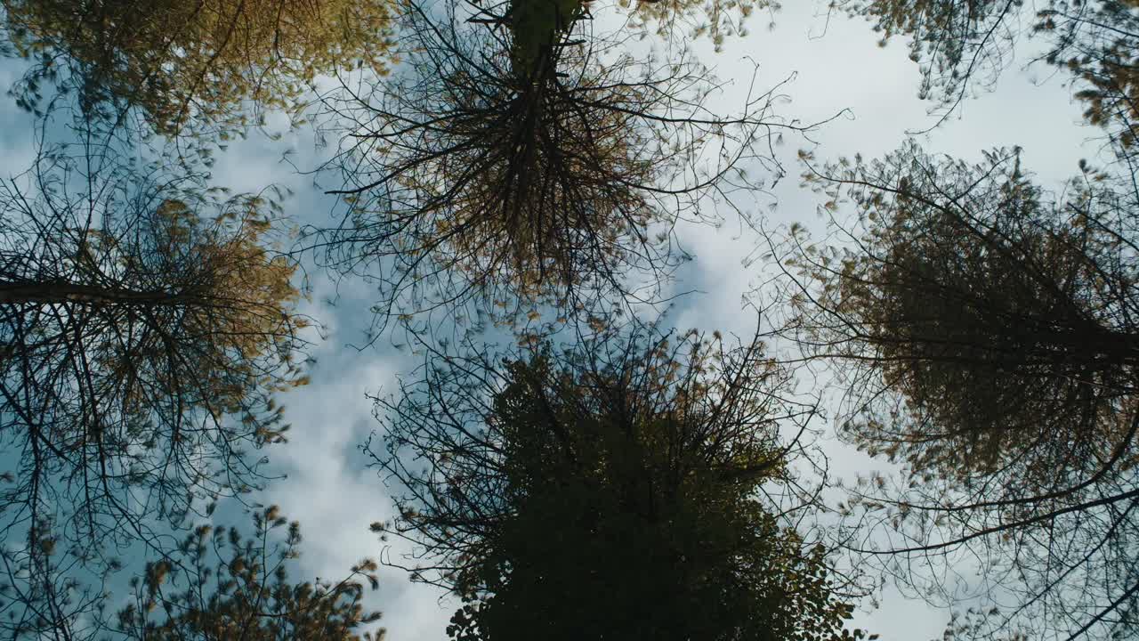 A peaceful view of treetops swaying gently in the wind against a partly cloudy sky in Ireland. Captured from a low-angle perspective, showcasing nature’s beauty and movement.