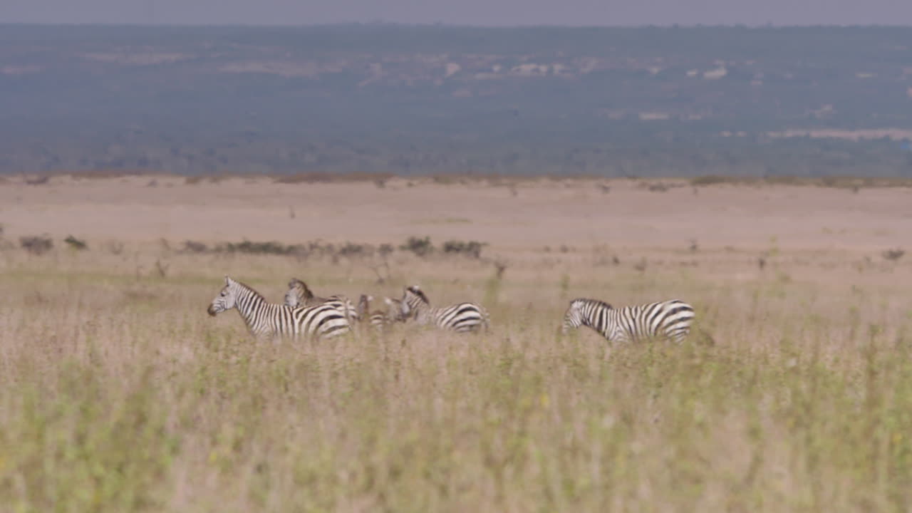 Plano Geral Extremo de Zebras Assustadas por Predadores na Savana