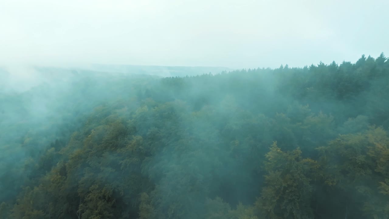 울창한 푸른 숲의 꼭대기 위에 대기 안개의 담요