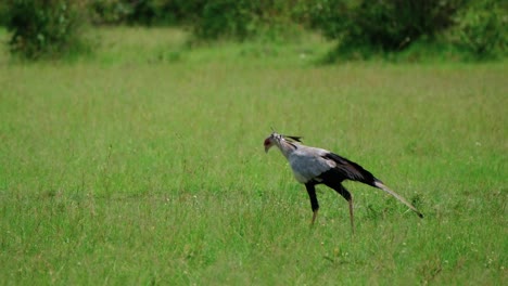 Large-Terrestrial-Secretarybird-Walking-On-The-Grass-In-Maasai-Mara,-Kenya,-Africa