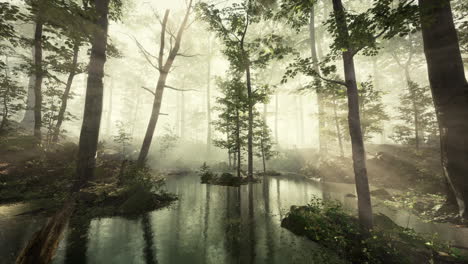 sun light in the fairy foggy forest