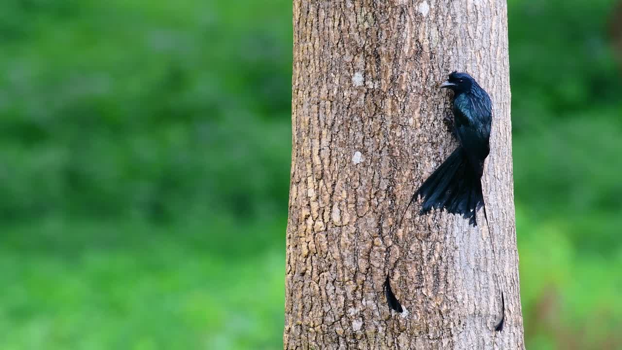 더 큰 라켓 꼬리 드론고는 라켓처럼 보이는 꼬리로 유명합니다.