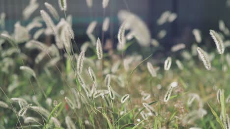 Japanisches-Silbergras-Wiegt-Sich-Im-Wind