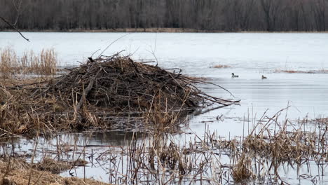 beaver lodge with ducks in the background