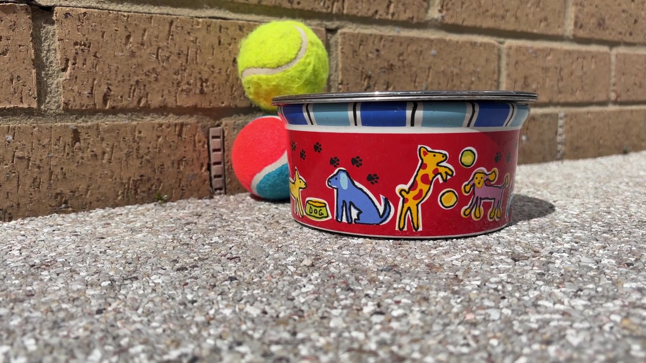 Tennis Balls Beside a Dog Water Bowl Outdoors in the Garden