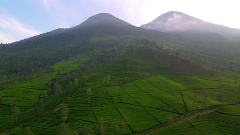 imágenes aéreas de las plantaciones de té en los flancos del monte kembang y sindoro