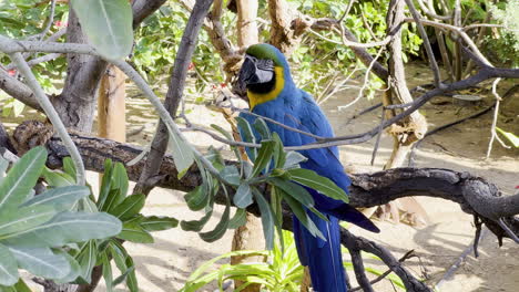 a blue macaw parrot standing on a tree branch inside a bird safari cage