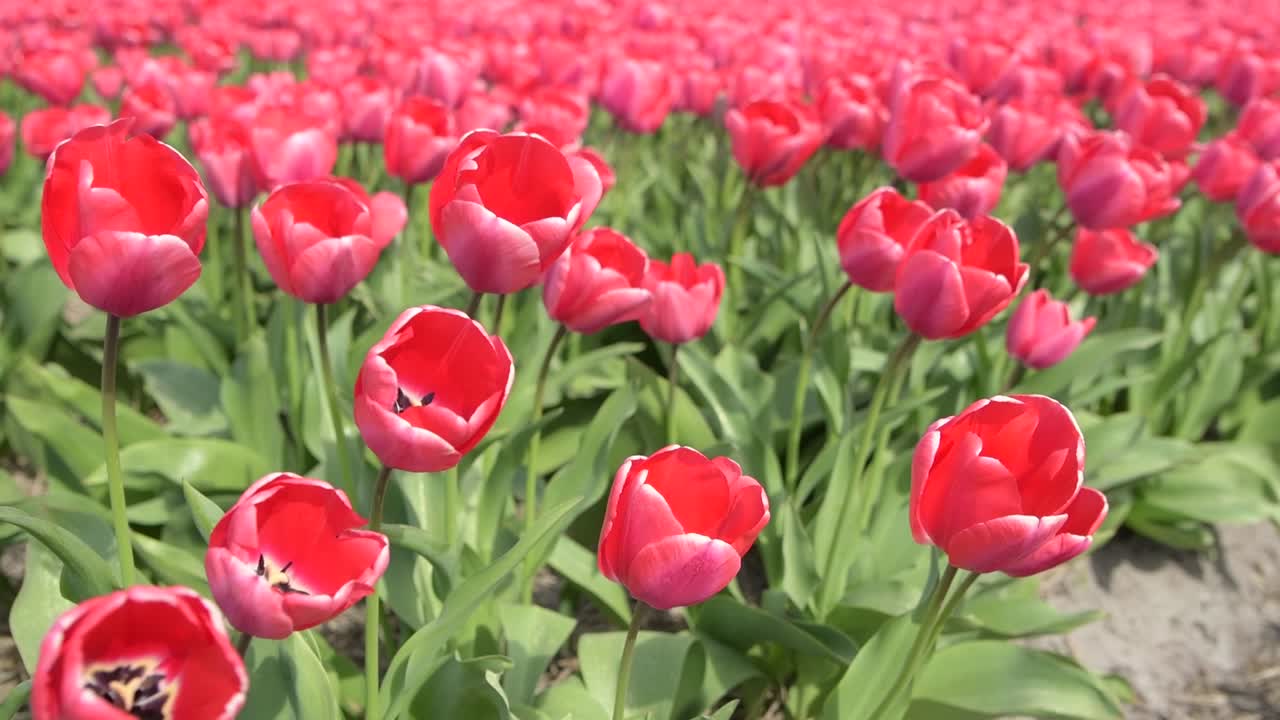 オランダの赤いチューリップ畑