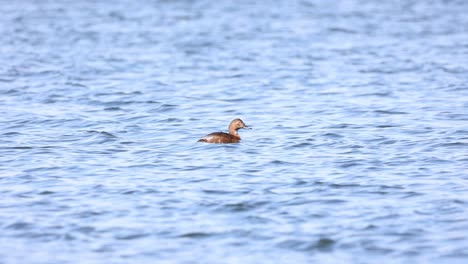 duck wading in a lake - 4k