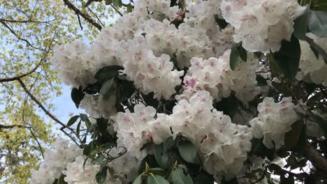 Rhododendron-Blühende-Sträucher,-Bäume,-Büsche-In-Voller-Blüte-Im-Frühjahr