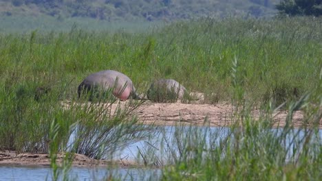 a pair of hippos resting near water in kruger national park, south africa