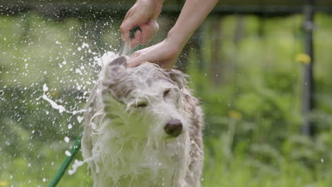 baño de perros - mezcla de husky y collie sacude el agua, vista frontal en cámara lenta