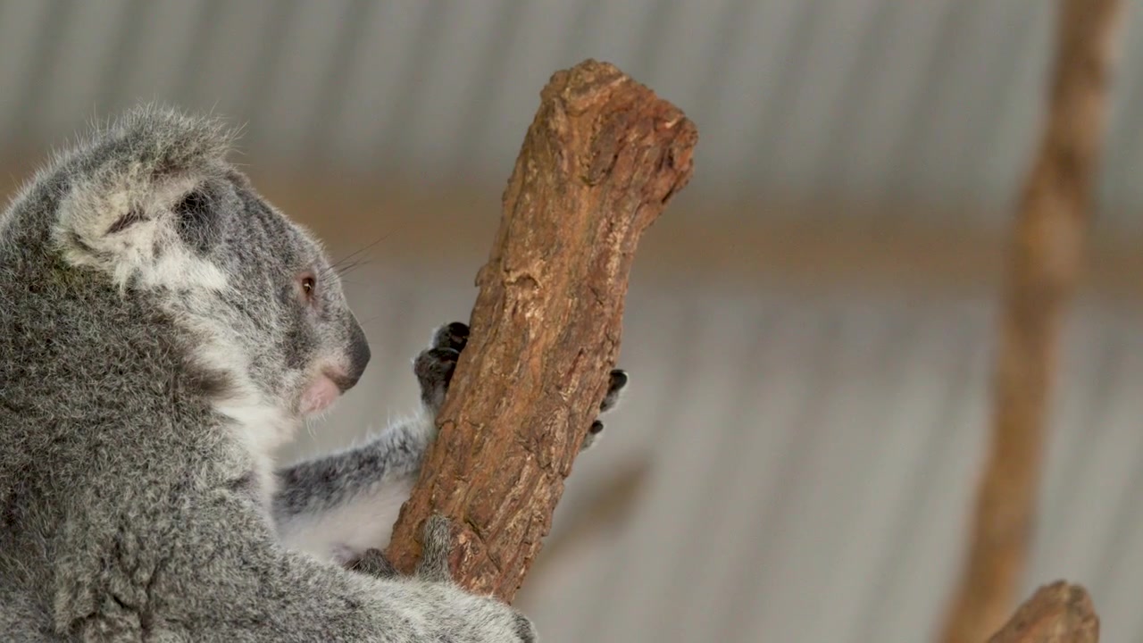 Un koala si arrampica su un ramo d'albero verticale, mostrando la sua folta pelliccia e gli artigli affilati.