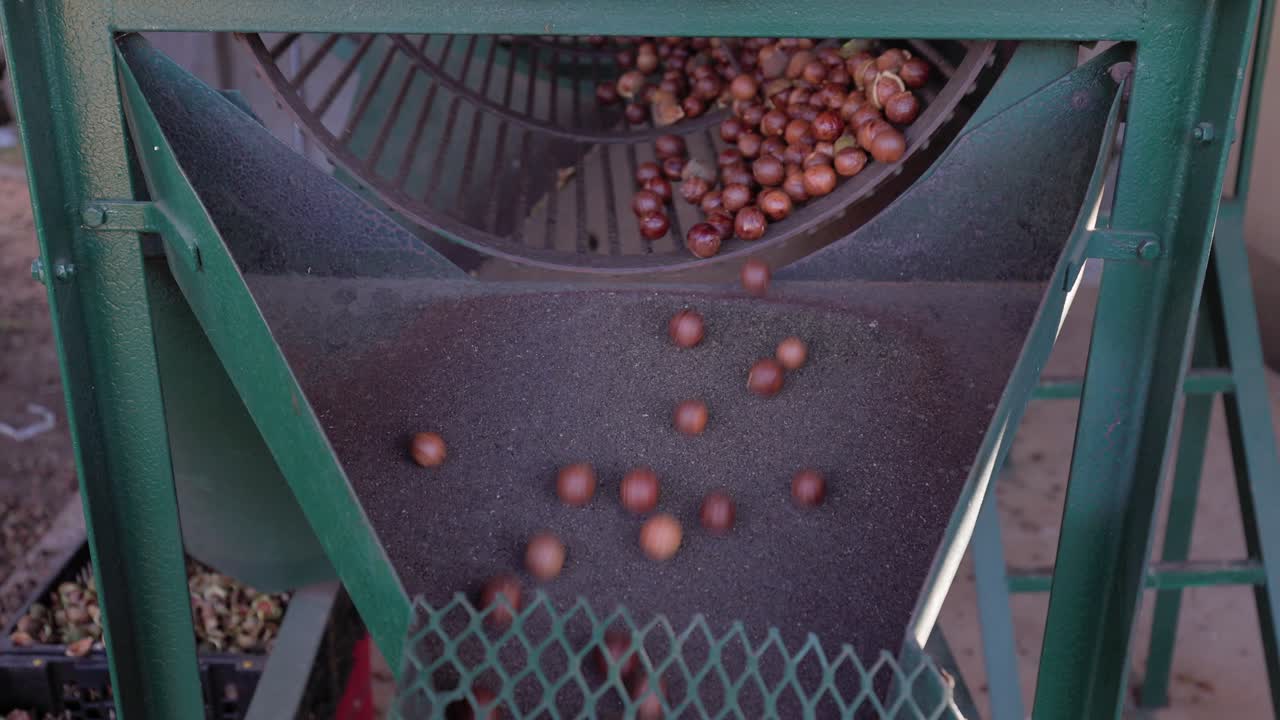 Macadamia nuts are rolled in tumbler to crack and remove outer husk