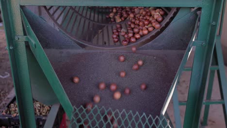 macadamia nuts are rolled in tumbler to crack and remove outer husk