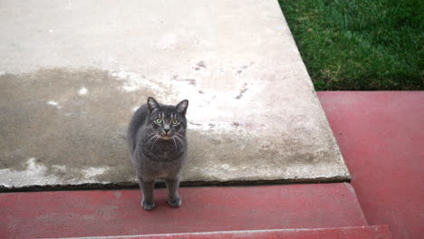 un lindo gato callejero gris buscando y rogando por algo de comida y refugio a cámara lenta