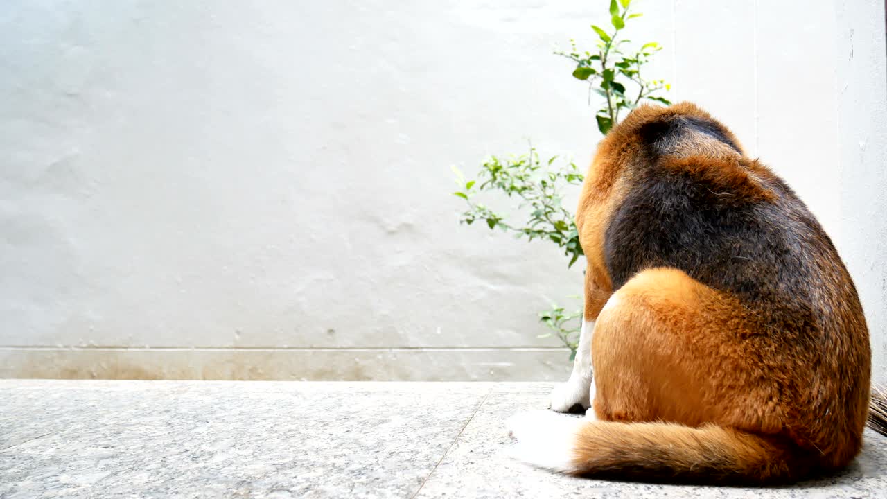 바닥에 앉아서 휴식을 취하는 비글