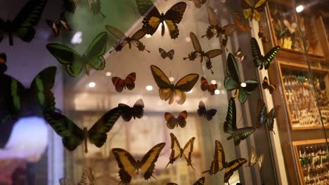 colorful butterflies displayed in a museum exhibit