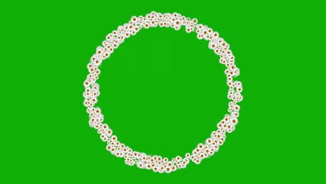 flores blancas de margarita círculo gráficos de movimiento con fondo de pantalla verde