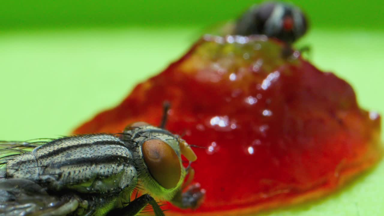 Two Flys sucking jam extreme closeup micro lens