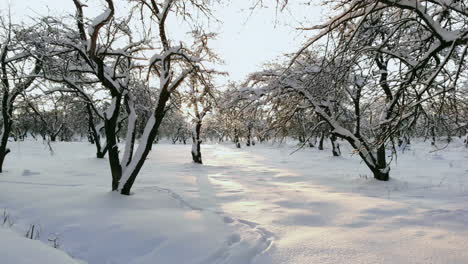 Vista-Aérea:-Bosque-De-Invierno.-Rama-De-Un-árbol-Nevado-Con-Vistas-Al-Bosque-De-Invierno.-Paisaje-Invernal,-Bosque,-árboles-Cubiertos-De-Escarcha,-Nieve.