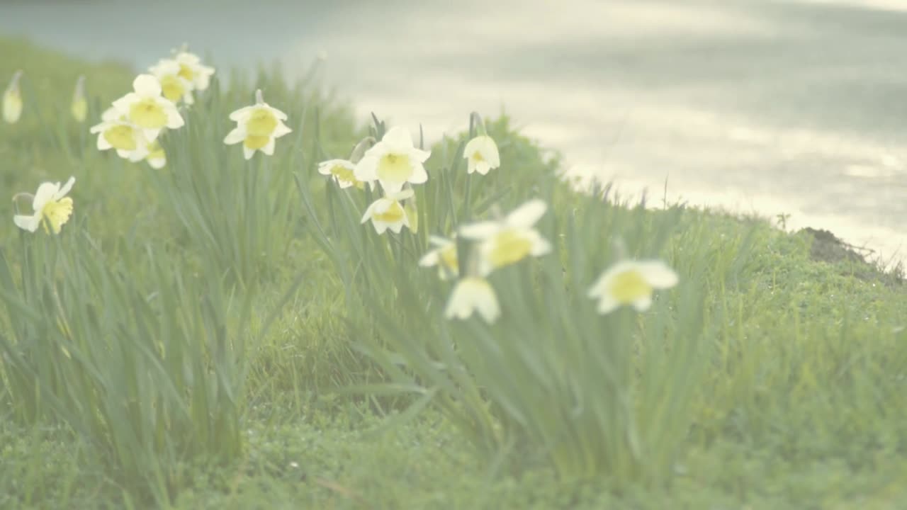 꽃이 만발한 시골길