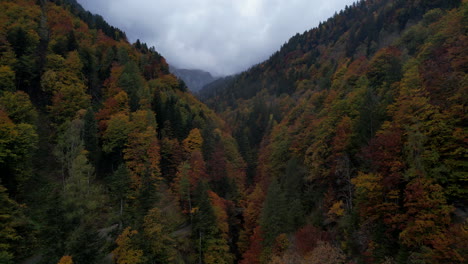 Fantástica-Vista-Aérea-Viajando-Por-Un-Bosque-Fantástico-Con-Colores-Otoñales-En-Suiza.