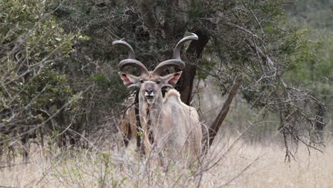 los majestuosos cuernos de un kudú kalahari en áfrica