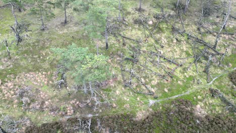 Drohnenaufnahmen-Aus-Der-Luft-Eines-Kleinen-Waldes-In-Einem-Heide-Nationalreservat,-Parc