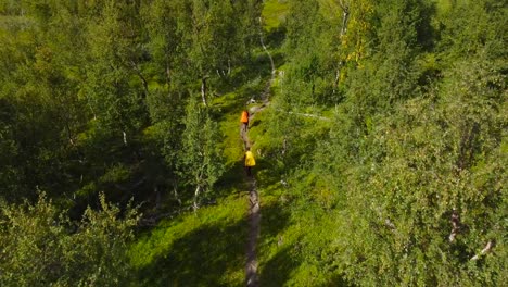 aerial drone footage following and flying behind two hikers or backpackers walking on a rural lonely mud road in a sunny birch forest in sweden. vibrant green grass and birch leaves during warm day.