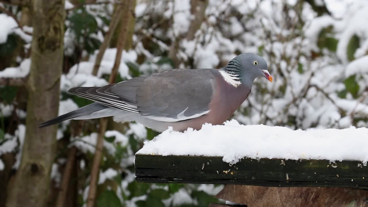 Woodpigeon Columba palumbusow feeding on snow covered bird table. British Isles.
