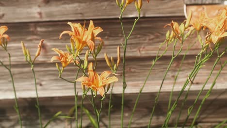 day lily growing near wood wall