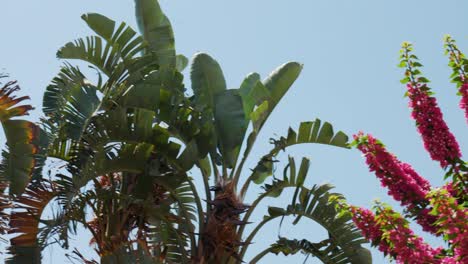 close up shot of picturesque plants and flowers in greek orthodox monastery agia triada, crete greece