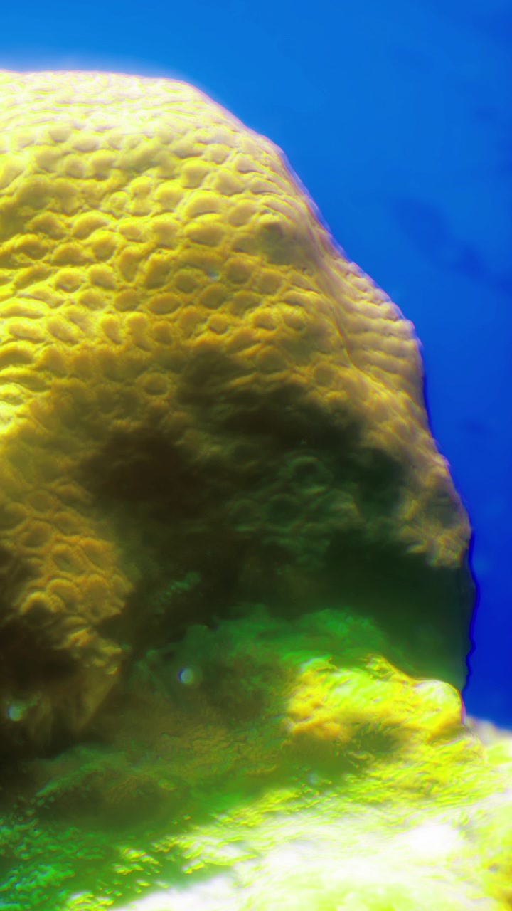 Struttura di barriera corallina vicino a acque tropicali con colori vivaci e texture.