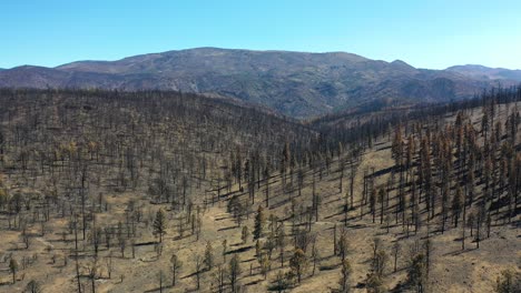 Aerial-Over-Burnt-Destroyed-Forest-Trees-And-Wilderness-Destruction-Of-The-Caldor-Fire-Near-Lake-Tahoe,-California