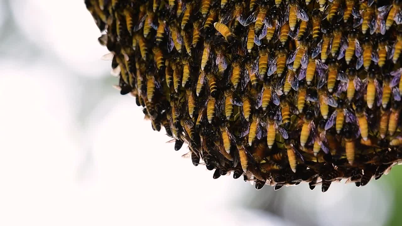 se sabe que las abejas melíferas gigantes construyen grandes colonias de nidos con bolsillos simétricos hechos de cera para almacenar miel como fuente de alimento.