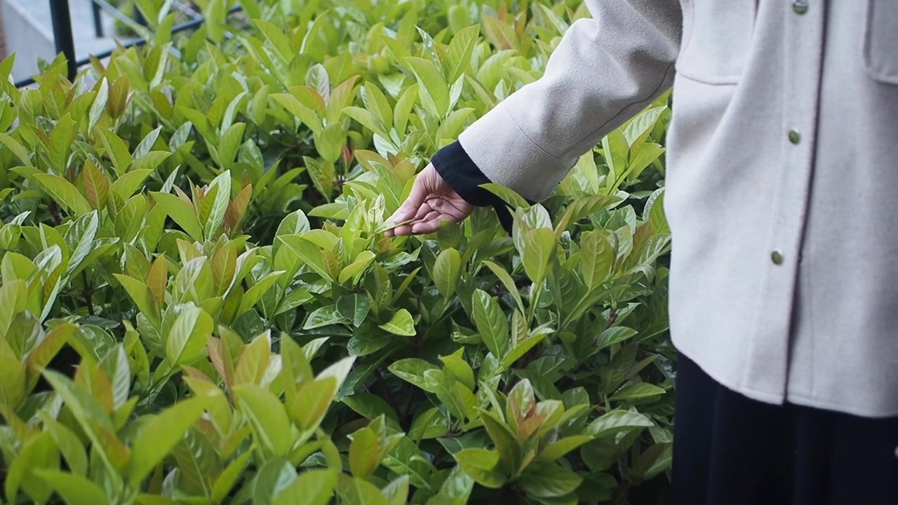 Mano che tocca delicatamente foglie verdi fresche