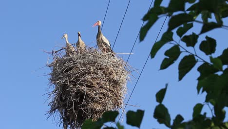 Padre-De-Cigüeña-Con-Pollitos,-Aves-Juveniles-En-Nido-Protegido-Por-Madre-Vigilante