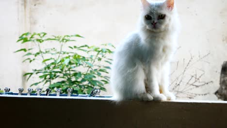 white cats clean themselves.