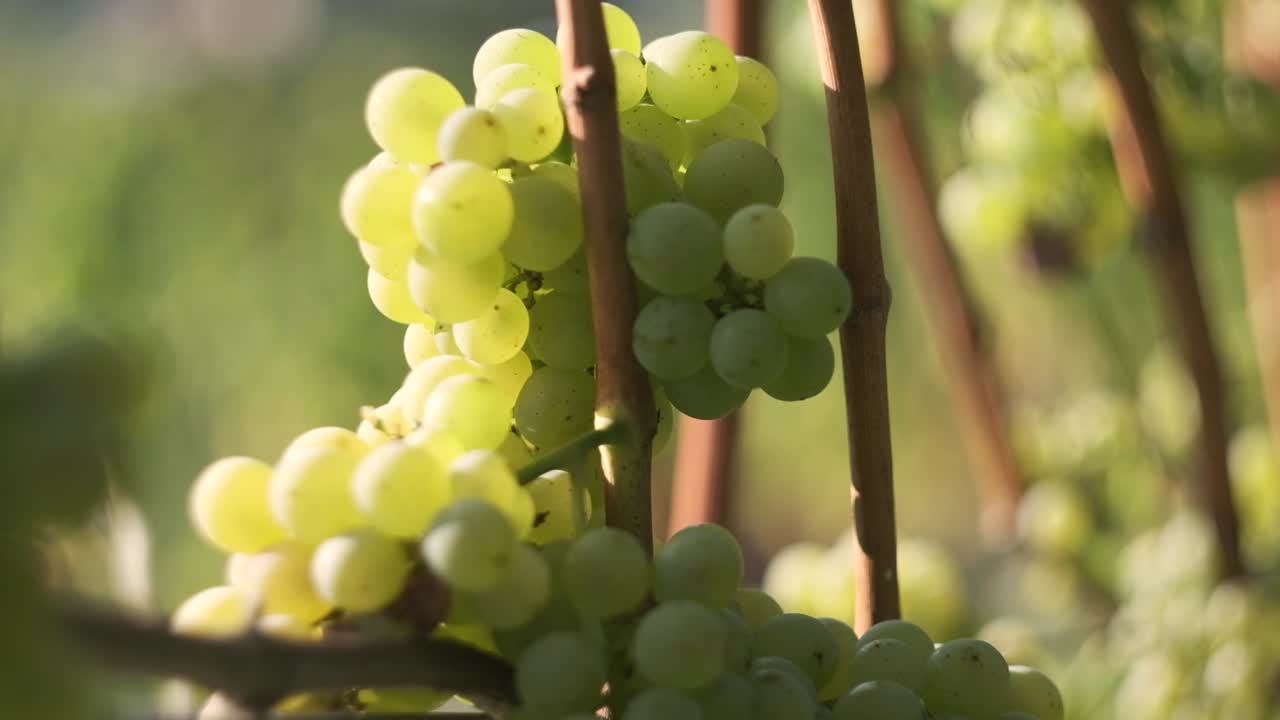 макросъемка винограда крупным планом