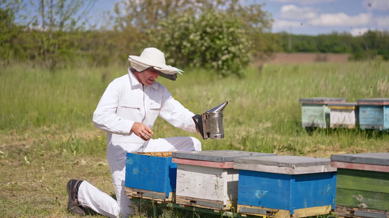 Busy apiarist kneeled near the beehive and uses smoker. Angry bees swarming around the man. Nature backdrop in blur.