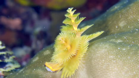 un colorido gusano marino bajo el agua