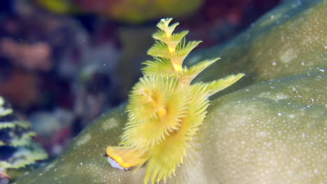 a colorful sea worm underwater