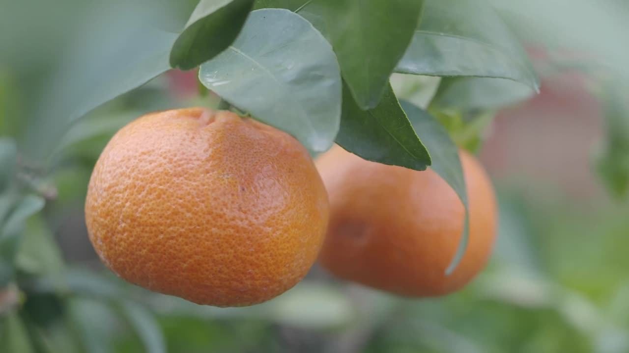 Tangerines on a branch