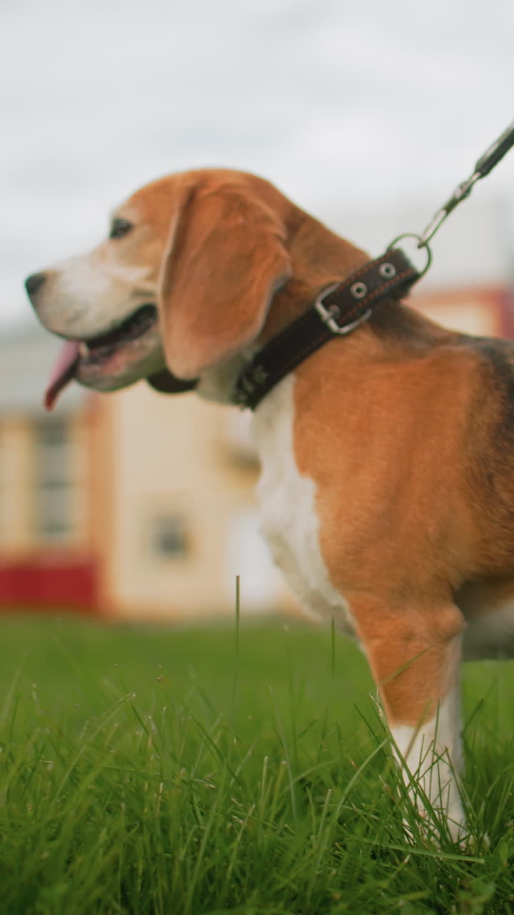 Beagle che esplora un campo rigoglioso con collare, cane energico che annusa l'erba in un tranquillo parco, beagle giocoso che mostra curiosità mentre esplora un prato aperto sotto un cielo nuvoloso