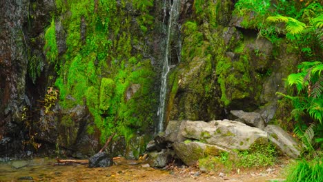 Paseos-Por-La-Naturaleza-En-La-Zona-Rural-De-Auckland,-Pequeña-Cascada