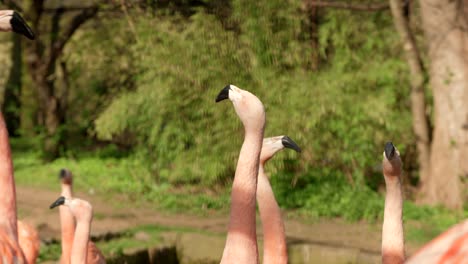 un grupo de cabezas de flamencos chilenos de color rosa brillante miran rápidamente de izquierda a derecha para estar atentos al peligro
