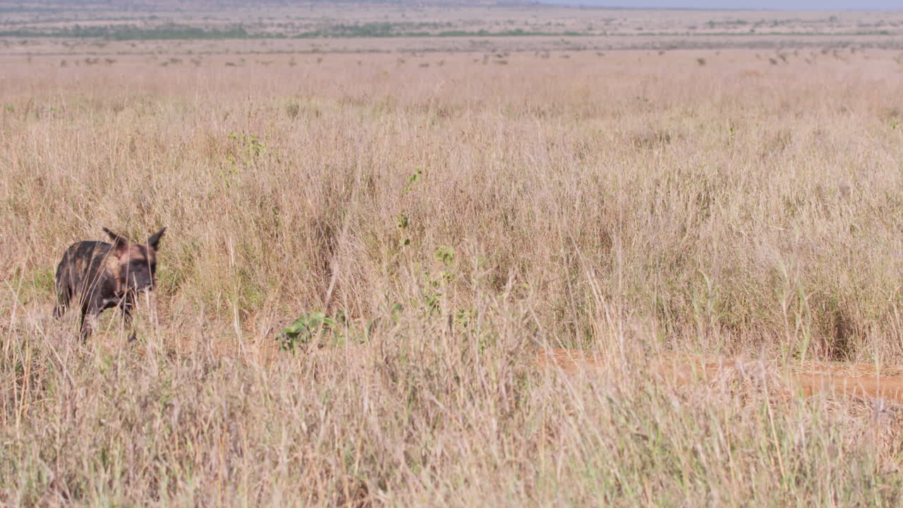 Una coppia di licaoni africani con collare che cammina.