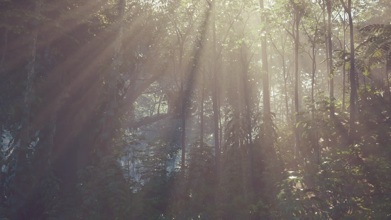 rayos de sol brillando a través de un denso bosque